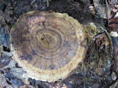 Microporellus dealbatus