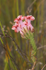Erica ampullacea