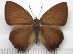 Favonius yuasai