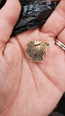 Neofavolus americanus