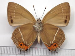 Favonius yuasai