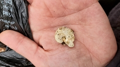 Neofavolus americanus