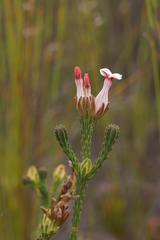 Erica ampullacea