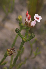 Erica ampullacea
