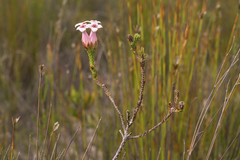 Erica ampullacea