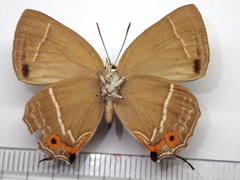 Favonius yuasai