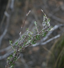 Wahlenbergia cinerea