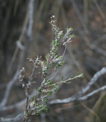 Wahlenbergia cinerea