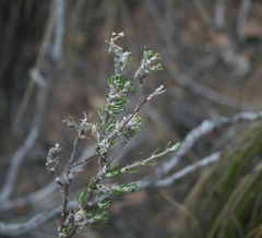 Wahlenbergia cinerea