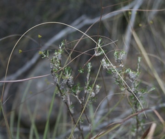 Wahlenbergia cinerea
