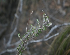 Wahlenbergia cinerea