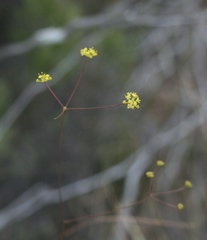 Wahlenbergia cinerea