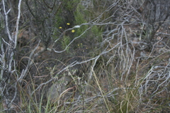 Wahlenbergia cinerea