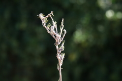 Wahlenbergia cinerea
