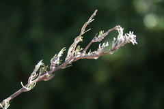 Wahlenbergia cinerea
