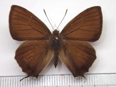 Favonius yuasai