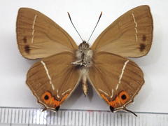 Favonius yuasai