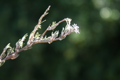 Wahlenbergia cinerea