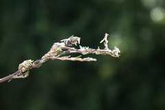 Wahlenbergia cinerea