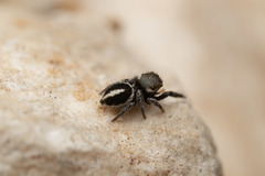 Pellenes geniculatus