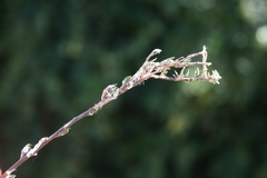 Wahlenbergia cinerea