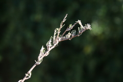 Wahlenbergia cinerea
