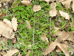 Trifolium subterraneum