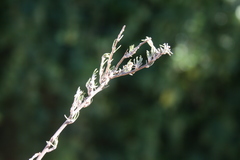 Wahlenbergia cinerea