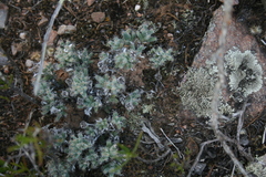 Trichodiadema marlothii