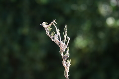 Wahlenbergia cinerea