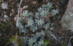 Trichodiadema marlothii