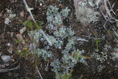 Trichodiadema marlothii