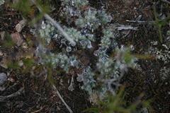 Trichodiadema marlothii