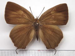 Favonius yuasai