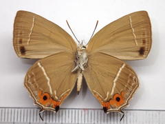 Favonius yuasai