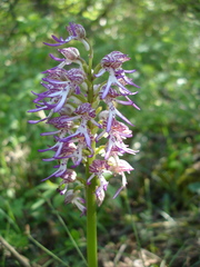 Orchis × hybrida