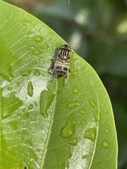 Eristalodes