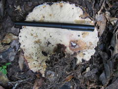 Microporellus dealbatus