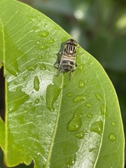 Eristalodes