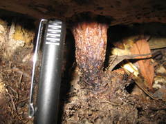 Microporellus dealbatus