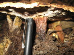 Microporellus dealbatus