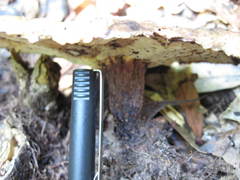 Microporellus dealbatus