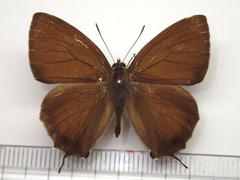Favonius yuasai