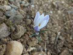 Crocus tauricus