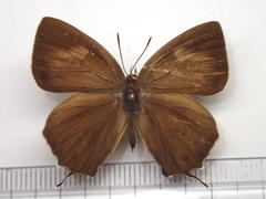 Favonius yuasai