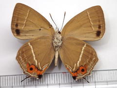 Favonius yuasai