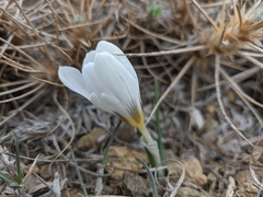 Crocus tauricus