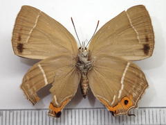 Favonius yuasai