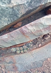 Euphorbia nesemannii