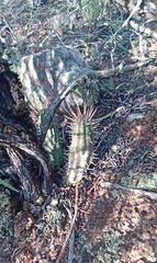 Euphorbia nesemannii